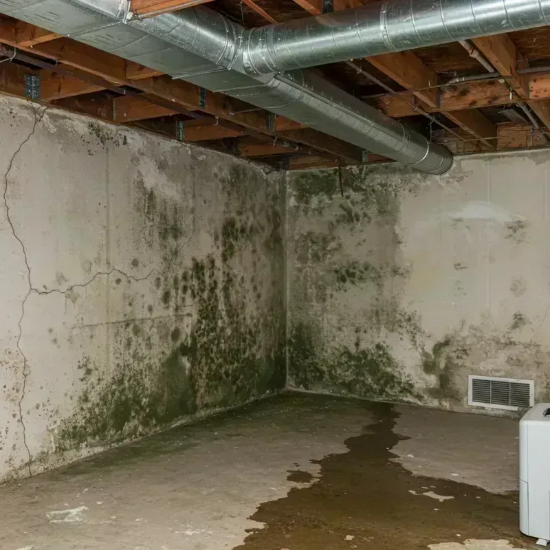 Professional Mold Removal in Forest County, PA